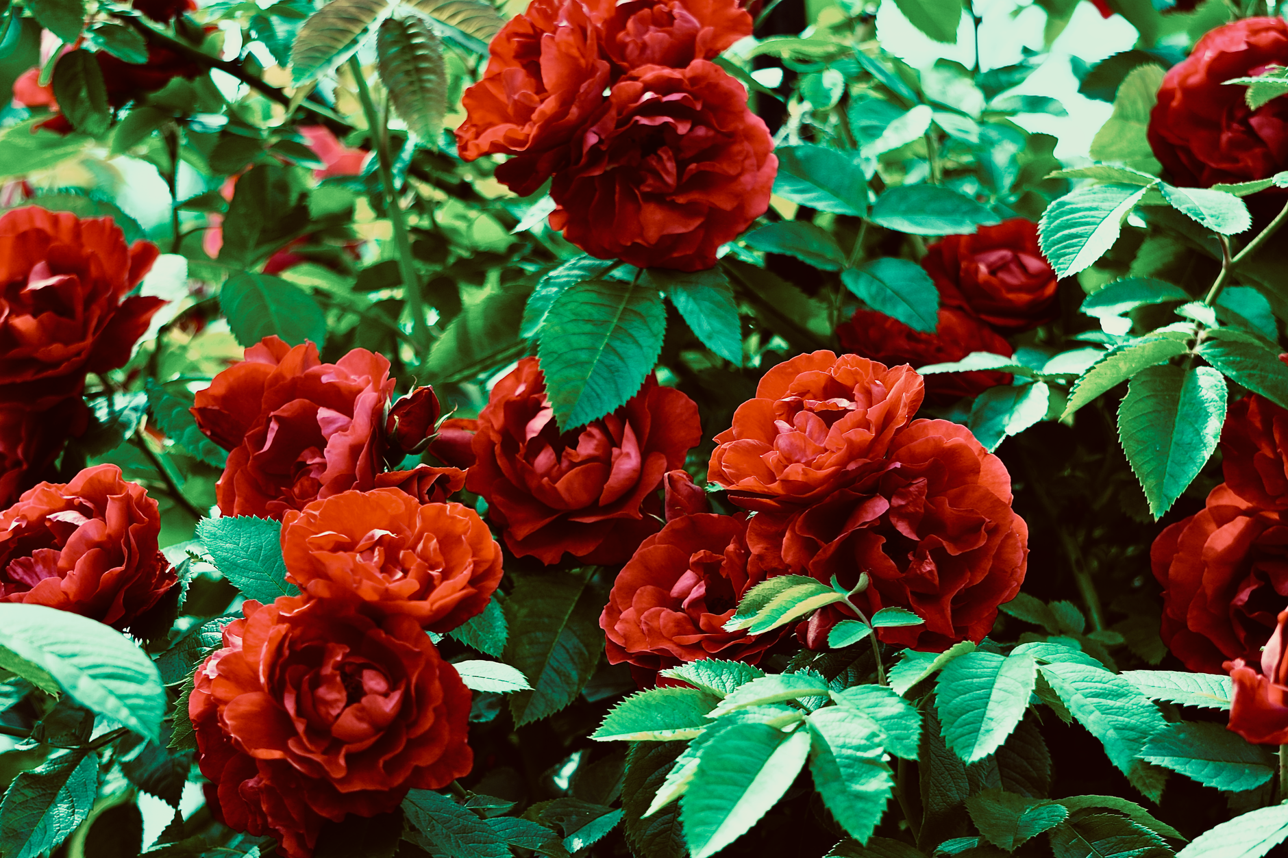Freelance SEO L'Haÿ-les-Roses - L'Haÿ-les-Roses